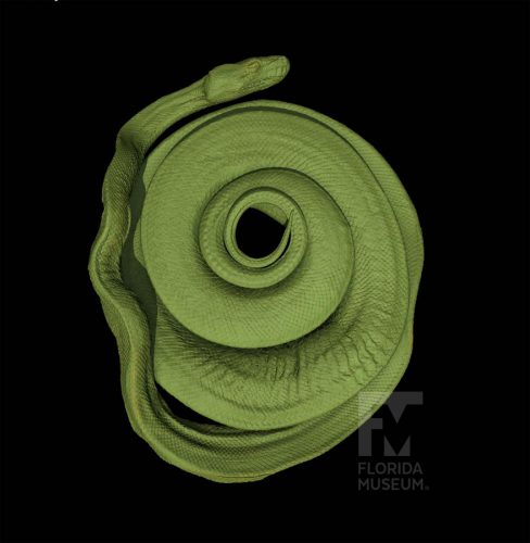 Green tree python Morelia viridis scan