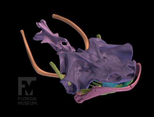 Mata mata skull scan with head elements rendered in different colors. 