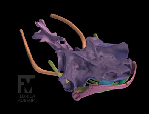 Mata mata skull scan with head elements rendered in different colors.