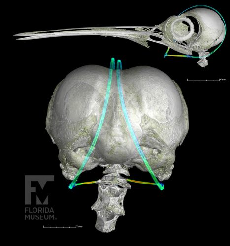 CT scan of the head of a ruby throated hummingbird, with the skull shown in white and the feeding apparatus shown with a rainbow density map.  Shown from the left side (top), and from the back (bottom)