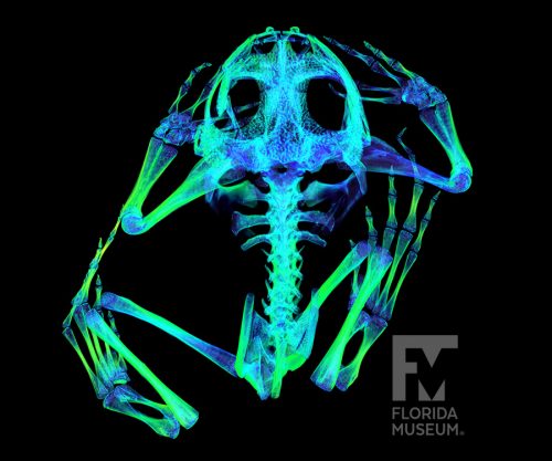 CT scan of a sabinal frog, with X ray style rendering and colored density map. Shown from above.