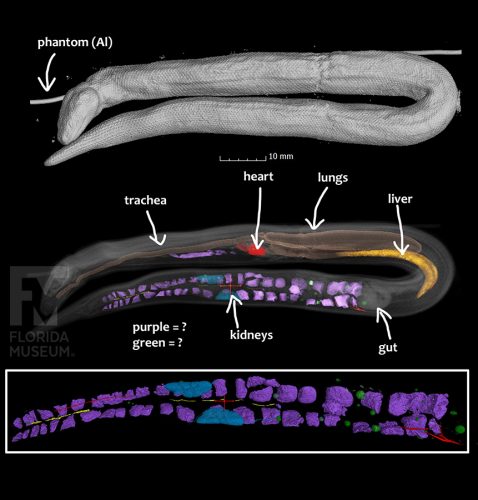 DiceCT scan of sand boa, showing the body (top), and the body in transparent with soft tissue features in color.