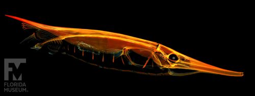CT scan of a shrimp fish, with X ray style rendering and colored density map. Shown from the right hand side