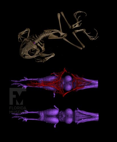 A CT scan of the skeleton of a spadefoot (top), a rendering of a diceCT scan of its brain in purple with blood vessels in red (middle), and a rendering of its brain  in purple (bottom.