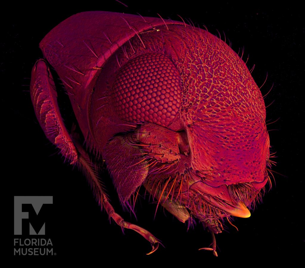 A CT scan of the head of an Ambrosia beetle, rendered in purple (low density material), red (medium density material) and yellow (high density material)