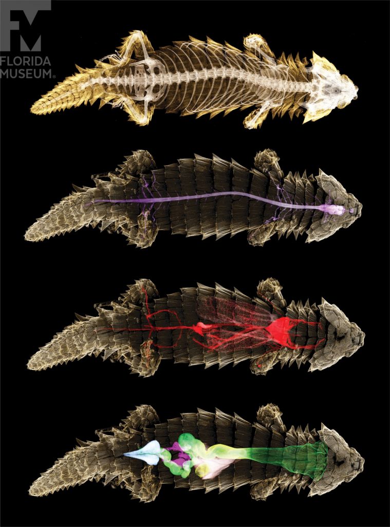 A series of segmented scans showing the organ systems of the Armadillo lizard
