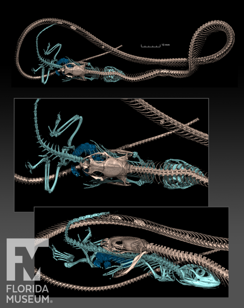 Skeleton of an Eastern racer snake in the middle of eating a fence lizard. Snake skeleton is shown in brown, lizard skeleton is shown in light blue, lizard stomach contents are shown in dark blue.