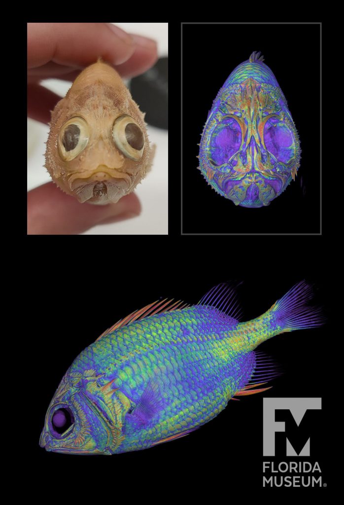 CT scan of a cardinal soldierfish. Image of the specimen is shown in the top left corner. Image of the CT scan, rendered with a rainbow density map, is shown from the front (top right) and from the left side (bottom).
