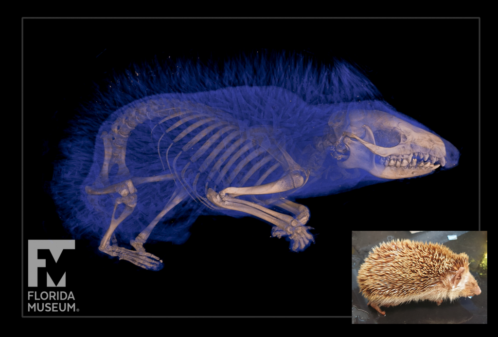 CT scan of a four-toed hedgehog with skeleton rendered in brown and body rendered in blue. An image of the specimen in the bottomr right corner.