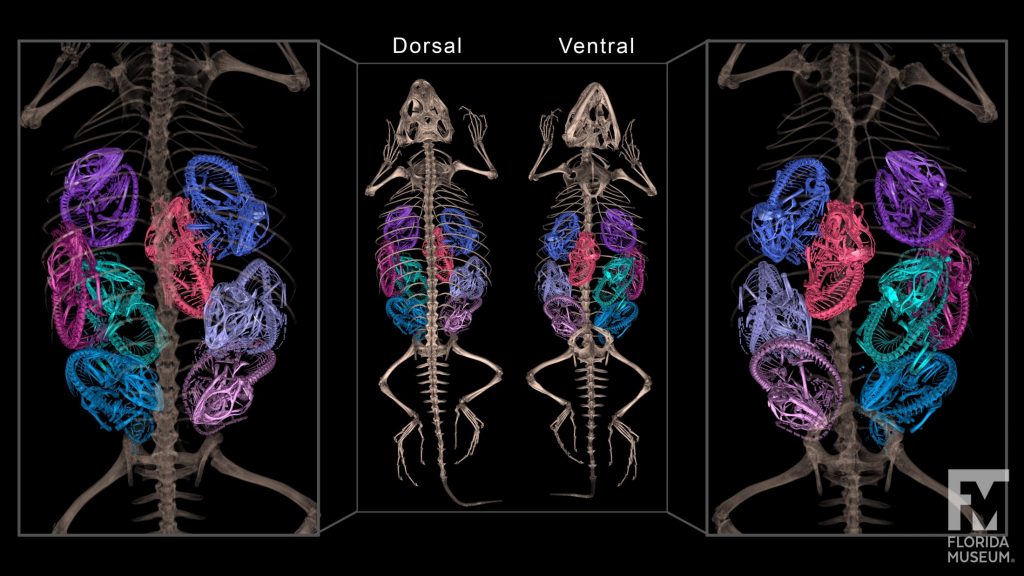 CT scan of a crevice swift lizard pregnant with 8 late stage baby lizards. Mother's skeleton rendered in brown, with babies rendered in multiple colours.