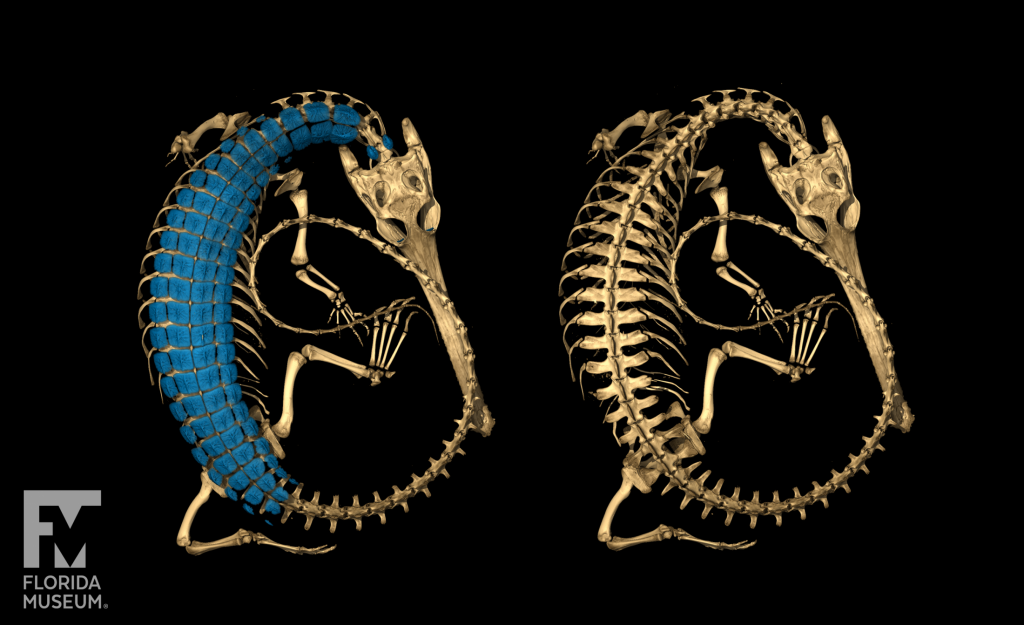 CT scan of a gharial. Skeleton shown in brown and osteoderms shwon in blue. SKeelton with osteoders on the left and without osteoderms on the right.