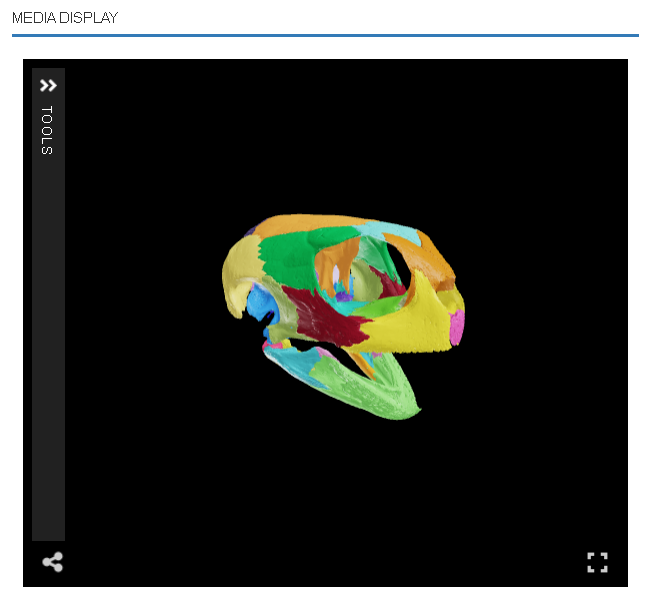 Screenshot of the MorphoSource online3D viewer, showing a colorized 3D model of a green sea turtle skull.