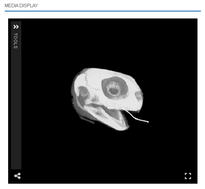 Screenshot of the MorphoSource online3D viewer, showing a CT scan of a green sea turtle head rendered in 3D