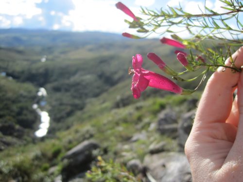 A hand holding a stem with pink flowers, behind the flowers you can see a large green valley with a stream running through the center 