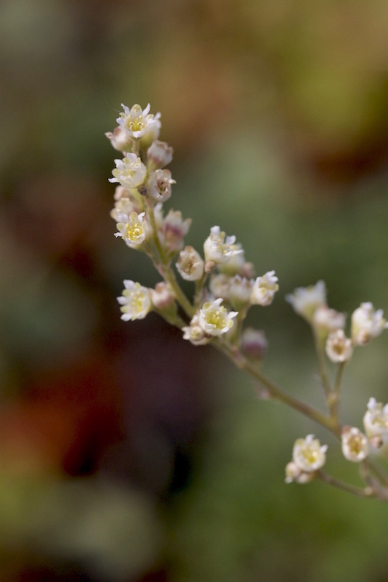 H.soltisii