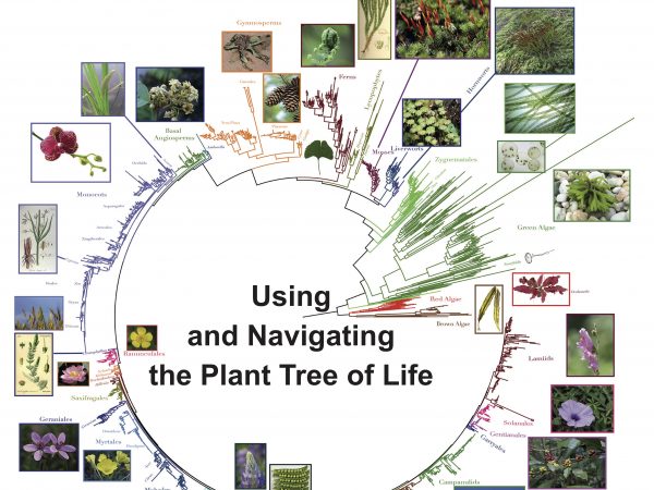 American Journal of Botany cover
