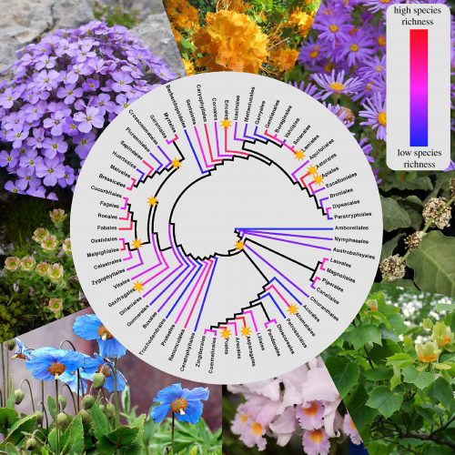 tree diagram with flowers in the background