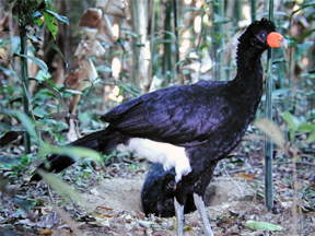 Male of the Black Curassows