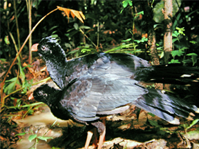 Female and sub-adult of the Salvin’s Curassows