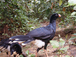 Male of the Salvin’s Curassows