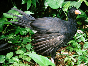 Female of the Black Curassrows