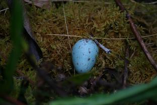 Turdus fuscater egg