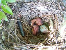 mockingbird egg and nestling