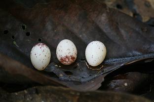 Euphonia xantogaster eggs
