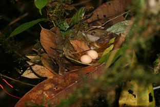 Ruddy Quail-Dove Eggs (Geotrygon montana). Tono 1000m.