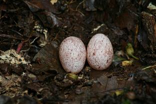 Pyriglena leuconota eggs