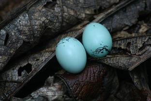 Buff-Throated Saltator Eggs (Saltator maximus)