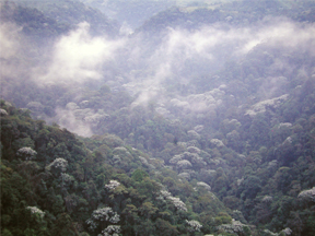 forest in the canyon of the Barbas river