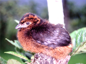 4 days old nestling of the Sickle-winged Guan