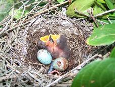 Mockingbird eggs and nestlings