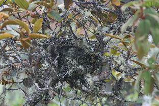 Ampelion rubrocristatus nest