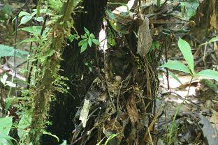 Conopophaga ardesiaca nest