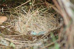Turdus fuscater nest