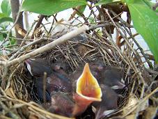 mockingbird nestling 5 days old