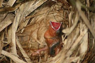 Buff-Throated Saltator Nestling (Saltator maximus)