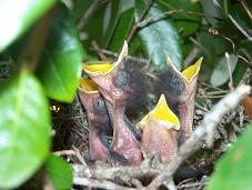 mockingbird nestlings 8 days old