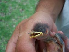 Mockingbird nestling