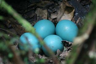 Tinamus major eggs