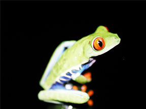 Red-eye tree Frog