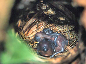 Nestlings of Black-faced Antbird