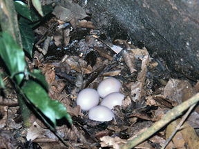 Eggs of the Undulated Tinamou