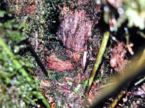 Nest of The Pale-eyed Thrush