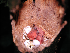 Recent hatch nestlings of Collared Trogon