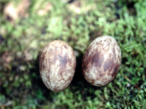 Eggs of Band-tailed Manakin