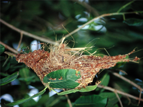 Nest of Common Tody-Flycatcher
