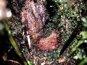 Nest of The Pale-eyed Thrush